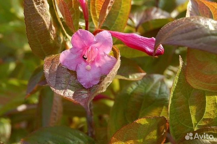 Вейгела Вингс оф фаер