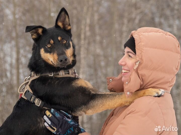 Собака в добрые руки