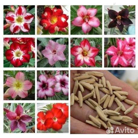 Семена Адениумов