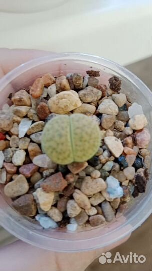 Суккуленты