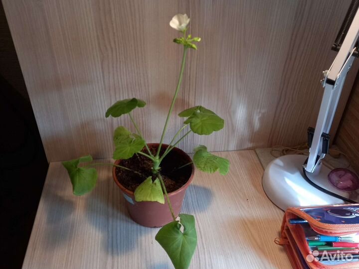 Пеларгония герань