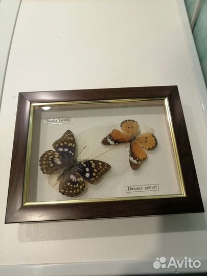 Бабочки настоящие в рамке панно