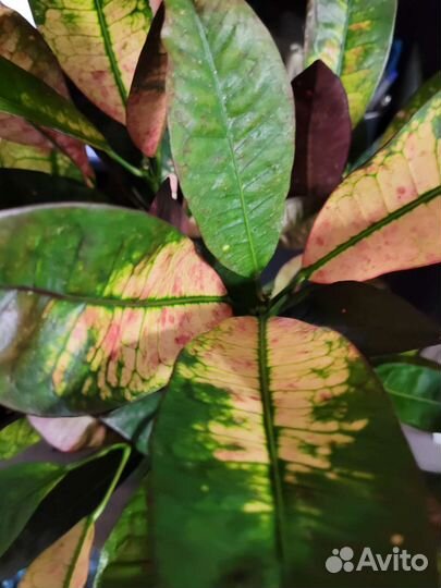 Кротон миссис айстон