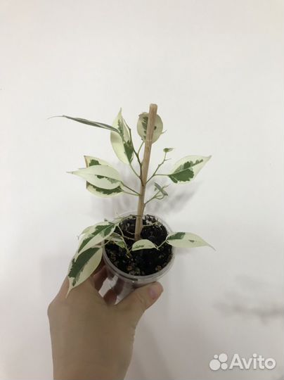 Фикус Де Гантель (или другой)