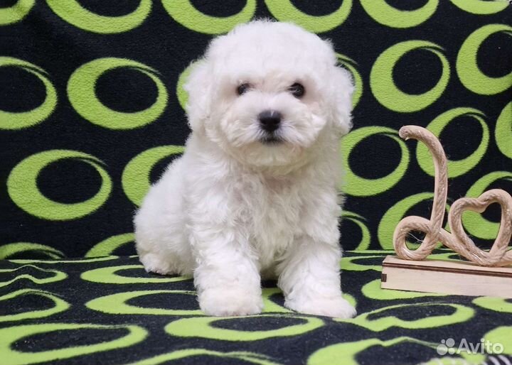 Бишон фризе Девочка. Москва