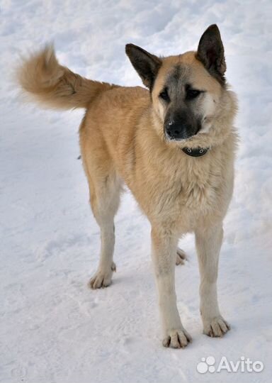 Мира послушная молодая собака