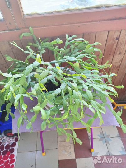 Цветок декабрист