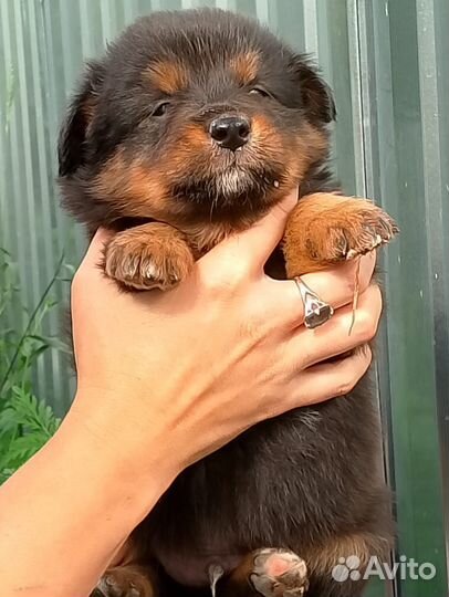 Щенки дворняшки