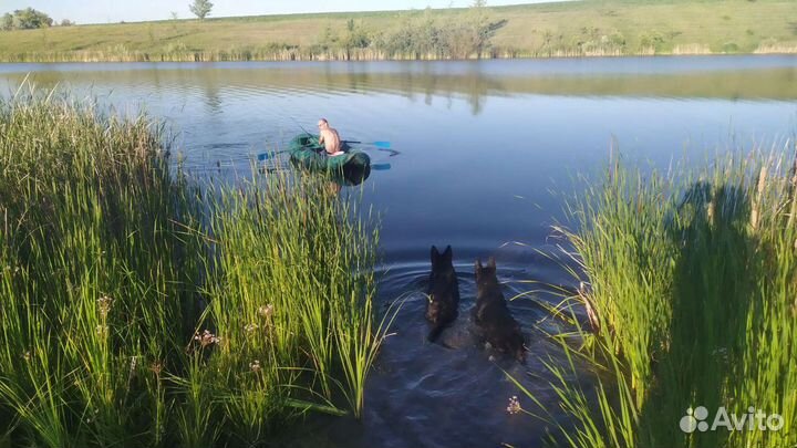 Вязка немецкой овчарки