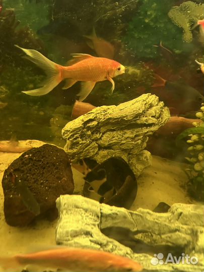 Аквариум 450 литров