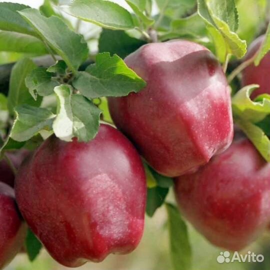 Разнорабочие на сбор яблок Георгиевск