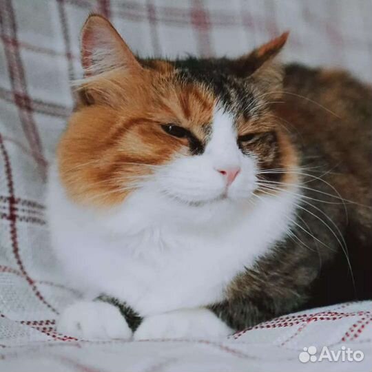 Красавица Эффи