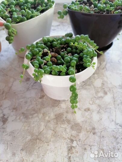 Крестовник роули