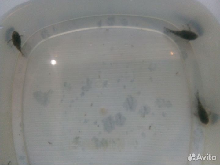 Номерные сомы