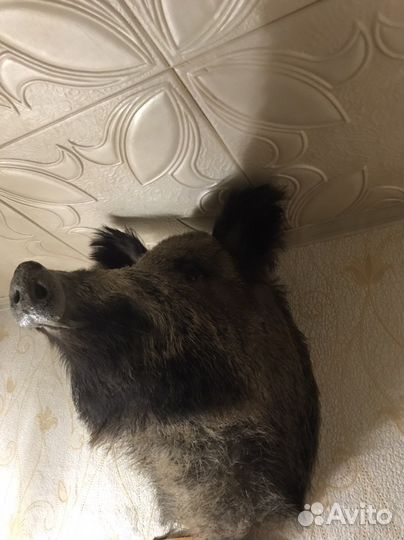 Чучела животных