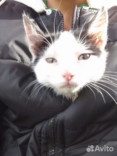 Котёнок ищет дом