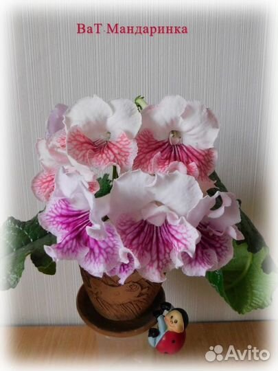 Стрептокарпусы