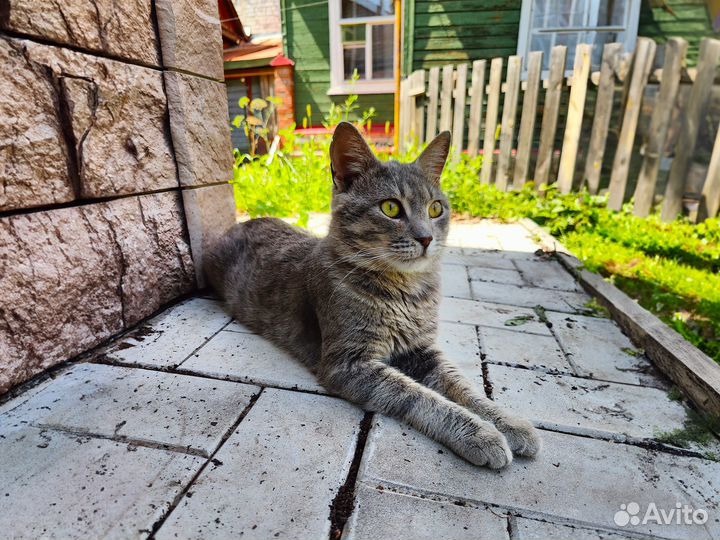 Кот Матроскин в поиске любящей семьи