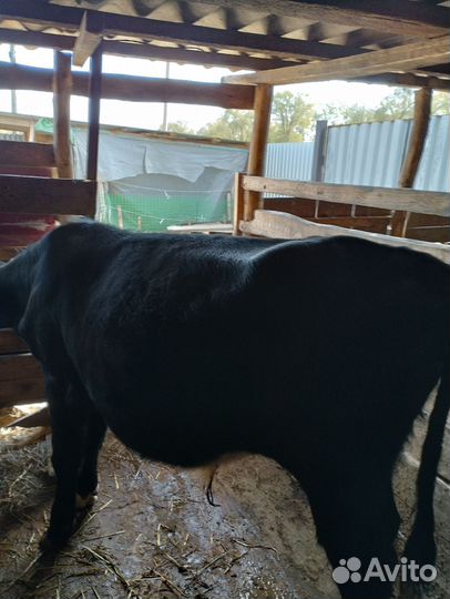 Продам бычка