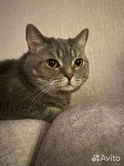 Отдам в добрые руки котов (вместе/по отдельности)