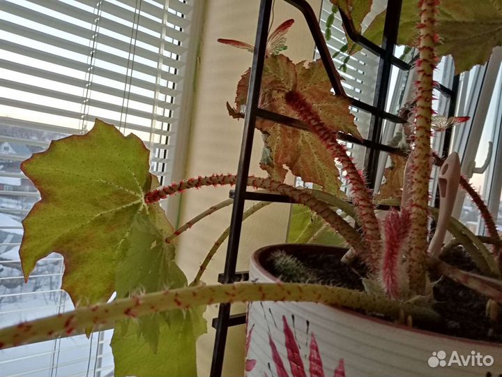 Бегония борщевиколистная