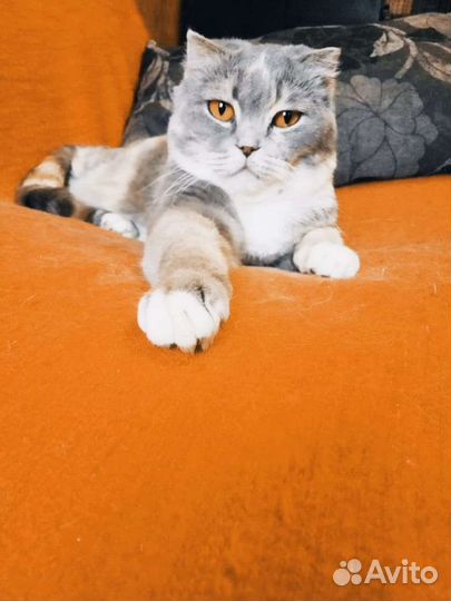 Кошка Стефания