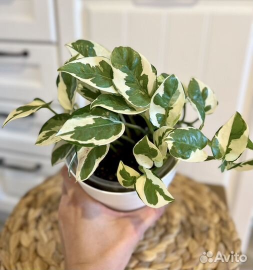 Эпипремнум н джой