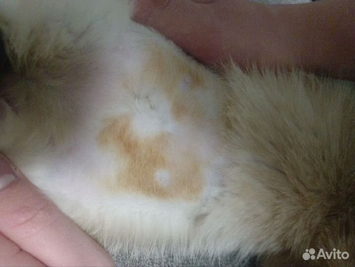 Стерилизация кошек и кастрация на дому