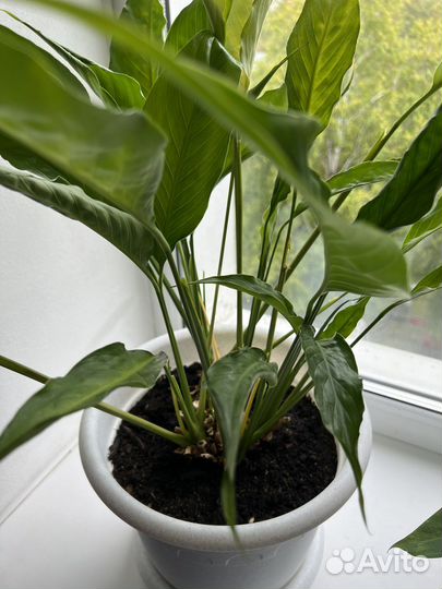 «Спатифиллум»