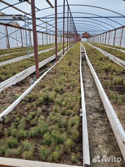 Cеянцы Сосны и Ели обыкновенной