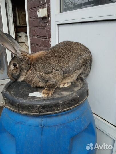 Кролики великаны