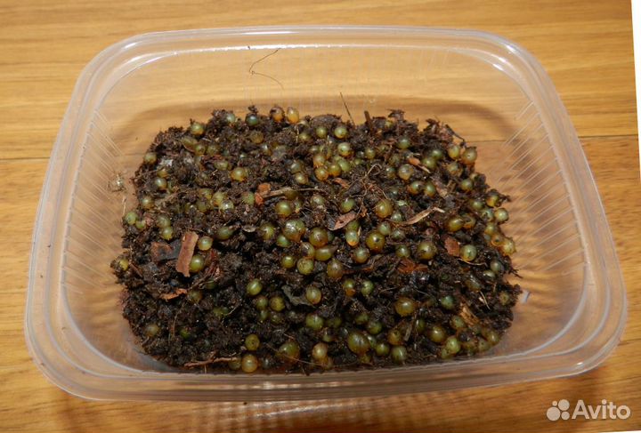 Коконы червя Дендробена