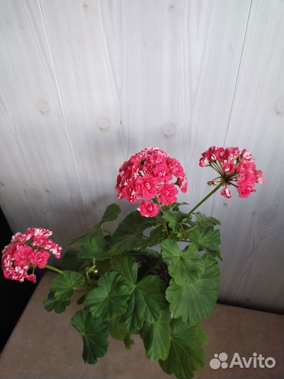 Пеларгония герань