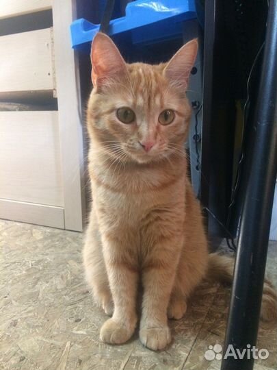 Котята супер звери