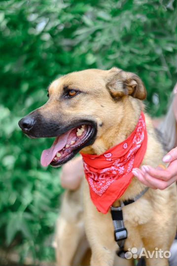 Лео хочет быть домашним