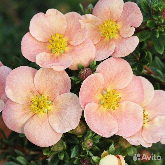 Лапчатка кустарниковая 4 сорта