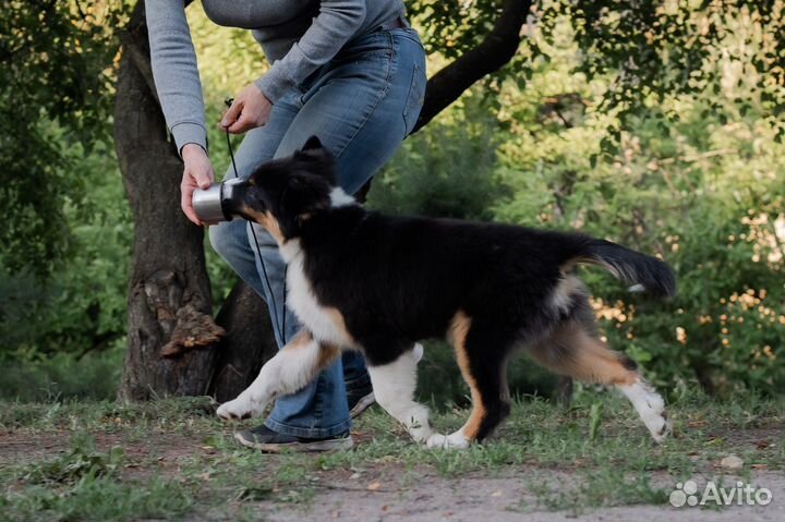 Австралийская овчарка аусси щенки