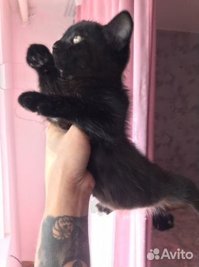 Котята в дар