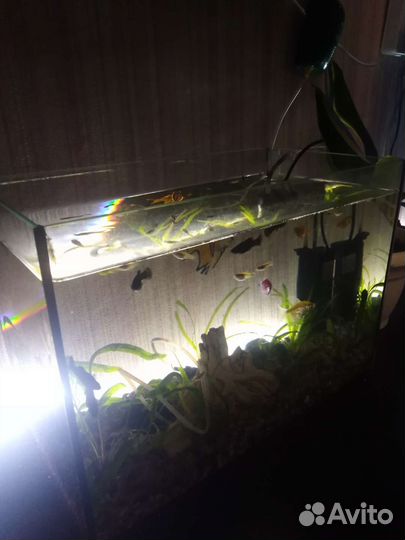Аквариум