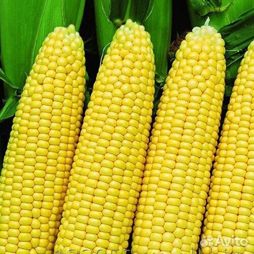 Кукуруза бондюэль