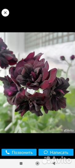 Пеларгонии сортовые, плющелистные