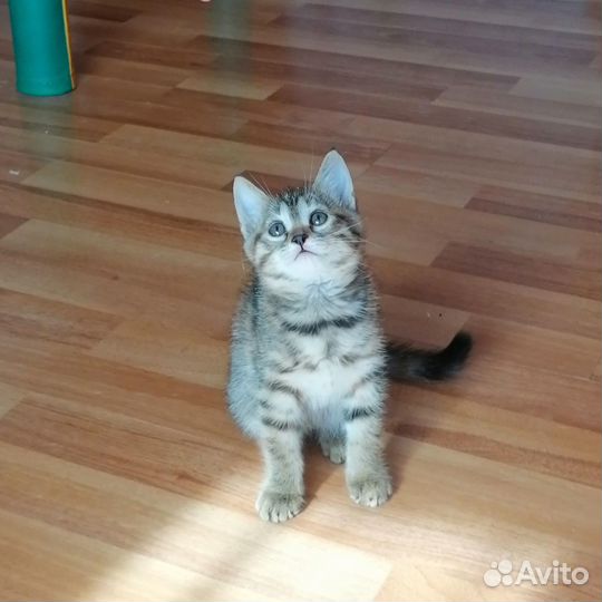 Отдам в добрые руки