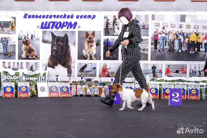 Вязка кобель джек рассел