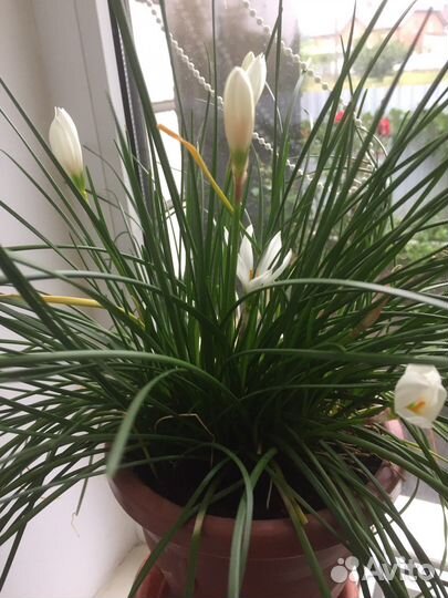 Фиалки,Пахистахис, зефирантес, клеродендрум