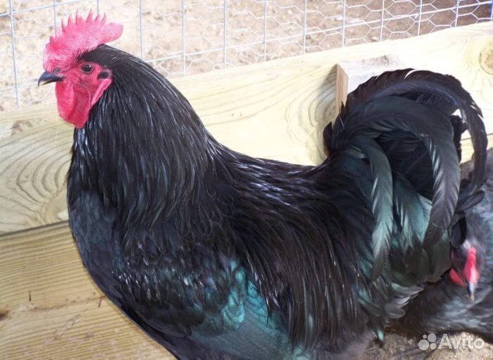Петухи и Куры черные Доставлю