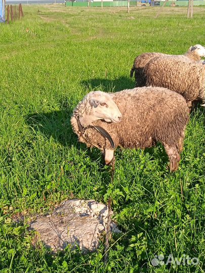 Баран Катумский на племя