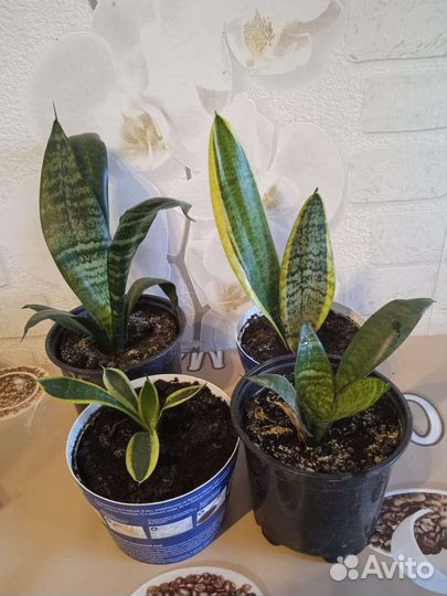 Сансевиерия (тещин язык)