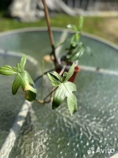 Комнатные растения филодендрон флорида бьюти