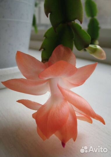 Декабрист шлюмбергера