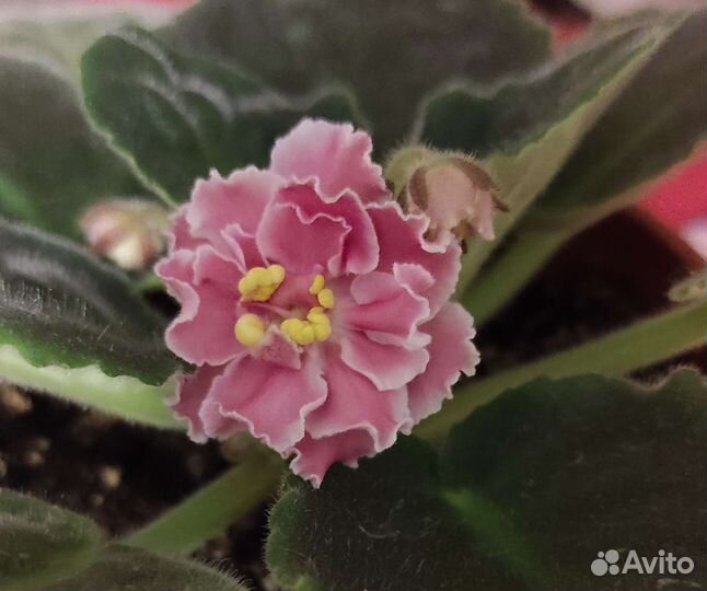 Фиалка в горшках